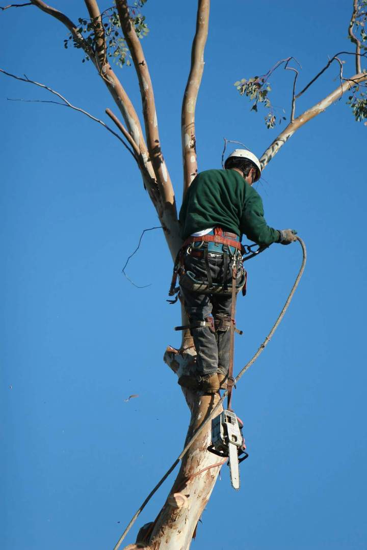 Travaux d'élagage d'arbre Évreux